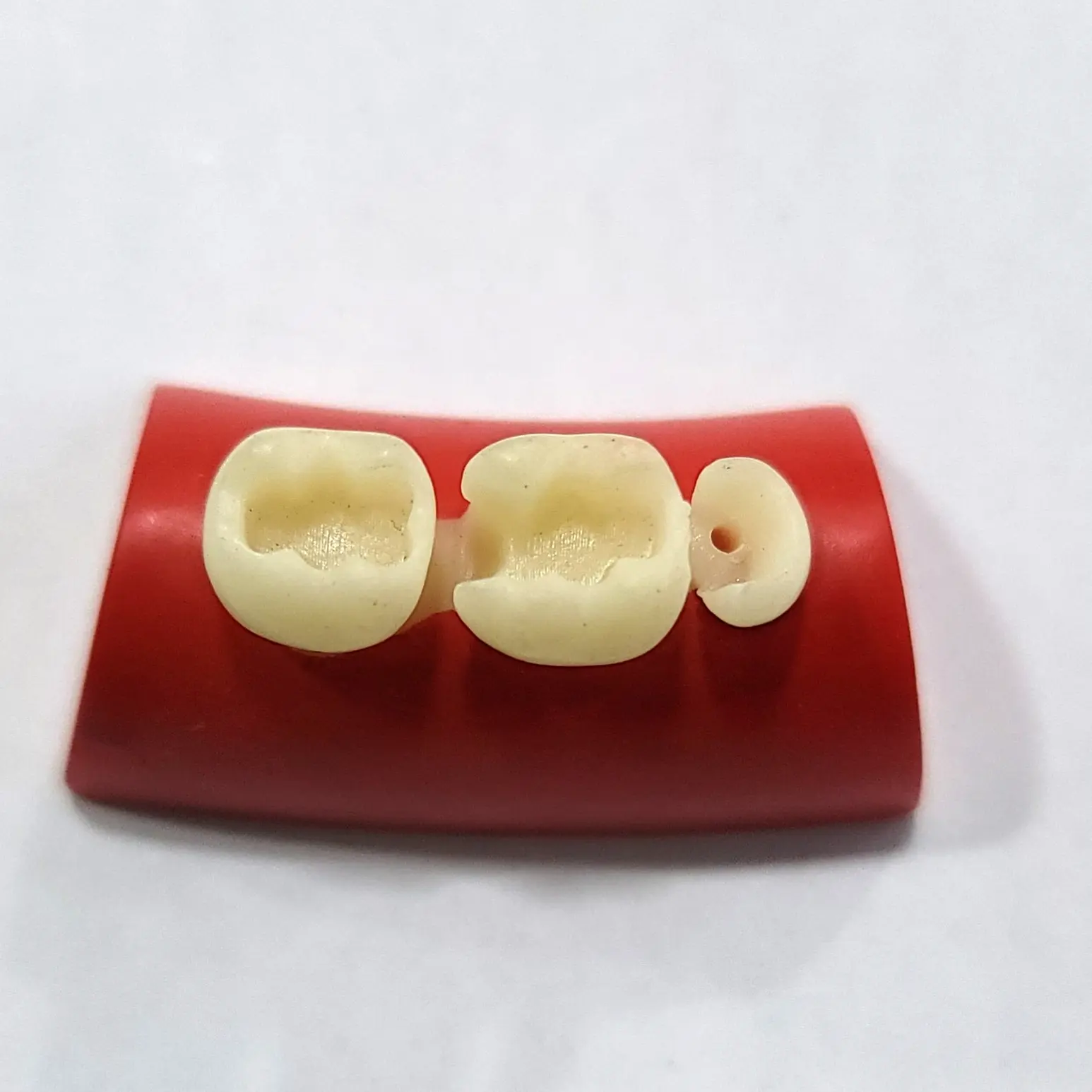 dental training model 2
