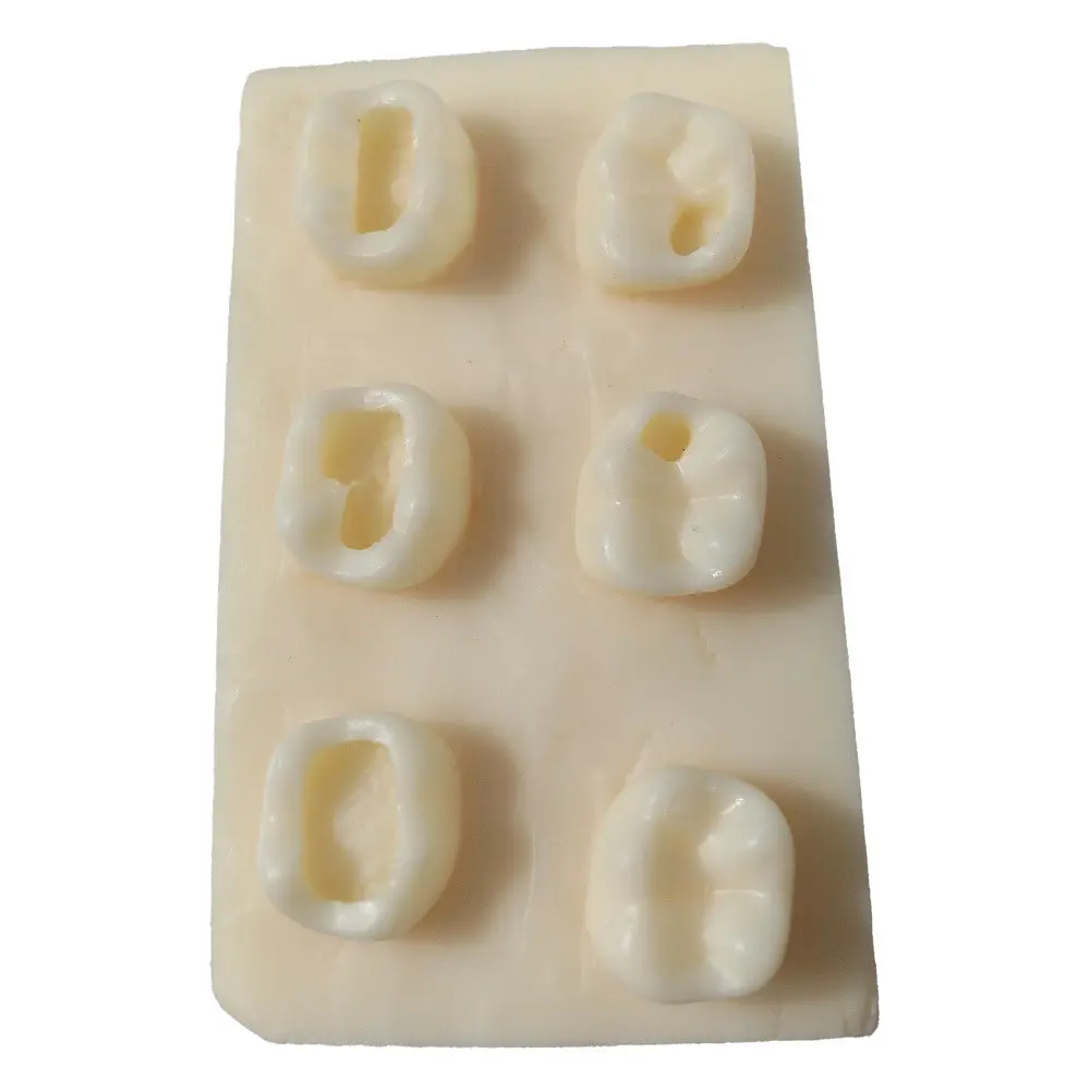 dental training model used for practicing tooth restoration procedures