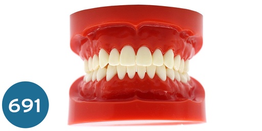 [مجسمات &ديكورات] موديل اسنان تعليمي سوري  plastic study teeth model